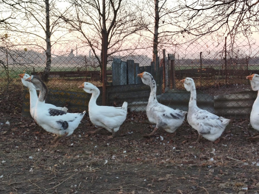 Продам молодняк гусей породи Холмогори Нововолинськ - зображення 2
