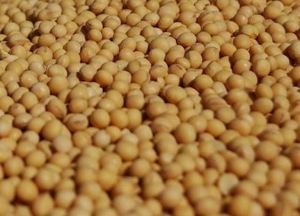 Купуємо з місця сою та половинки сої Чернігів - зображення 1