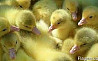 Продам Гусей Легард Датський, Велика сіра Дніпро