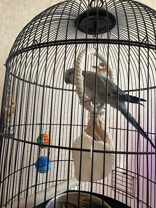 Каліта, пташка монах, папуга монах Киев - изображение 6