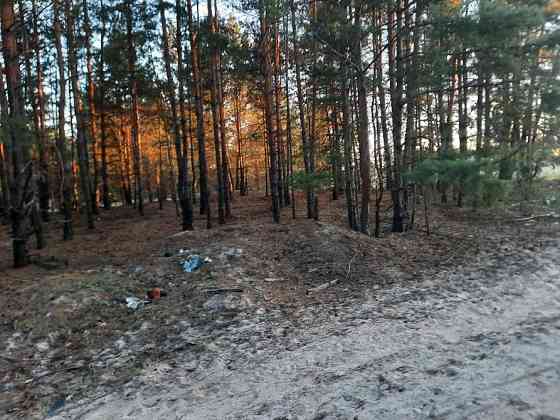🌲 Продаж земельної ділянки в сосновому борі, с. Лебедівка! 🌲 Вышгород
