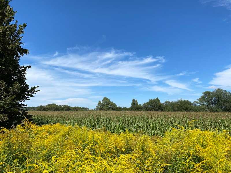 Продаж двох зем.ділянок Грузьке,загальна площа 4,8722 га!Від власника!  - зображення 12