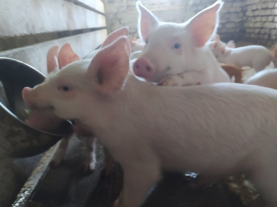 Продам поросят породи "Велика біла" Кролевець - зображення 3