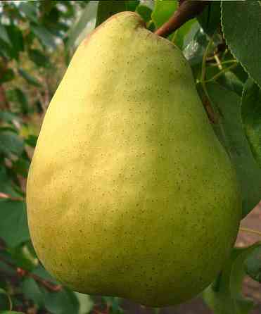 Продам саджанці груш Сквира