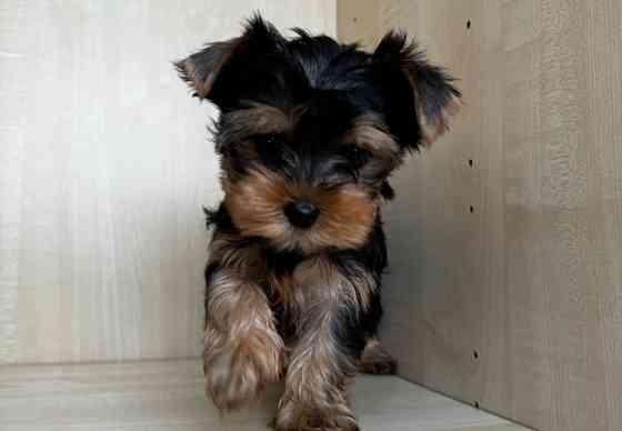 Йоркширський тер'єр міні щеня Винница