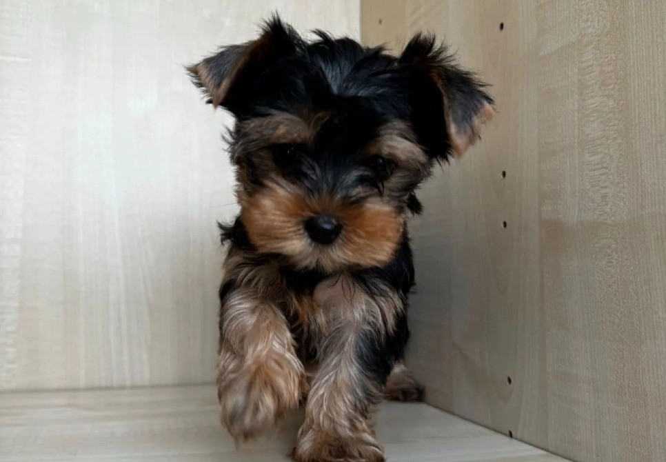 Йоркширський тер'єр міні щеня Вінниця - зображення 3