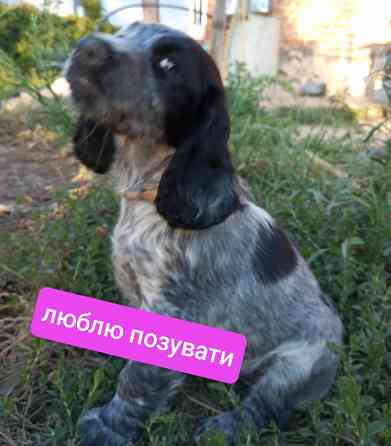 Цуценята спаніеля мисливського Хмельницький