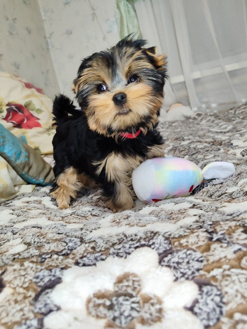 Продам цуценят йорків Павлоград - зображення 9