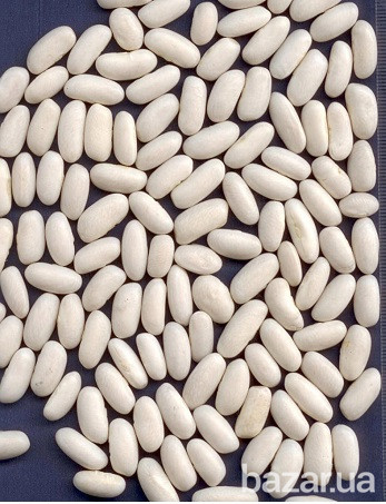 Квасоля біла куплю на переробку. Самовивіз Винница - изображение 1