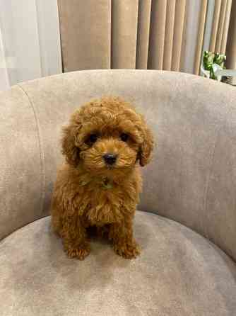 Продам цуценят той пудель Киев