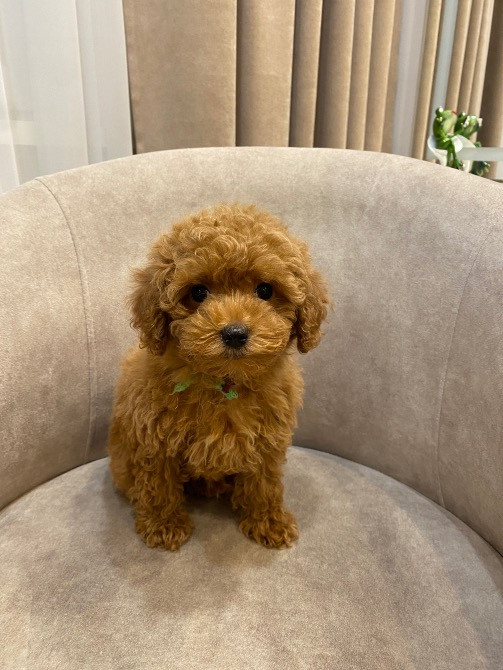 Продам цуценят той пудель Киев - изображение 4