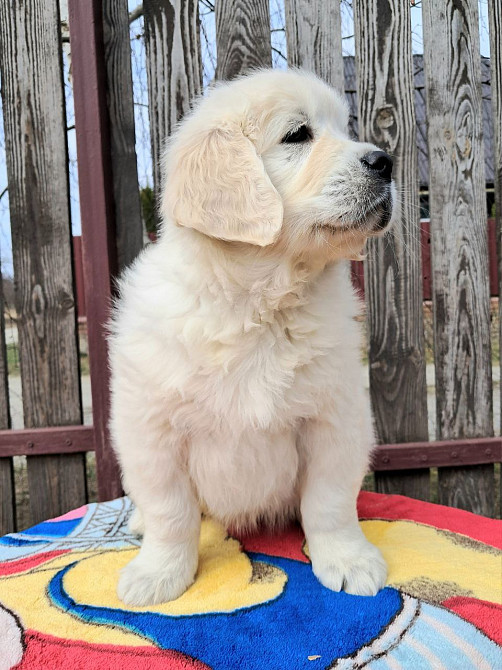 Цуценята золотистого ретрівера Вінниця - зображення 3