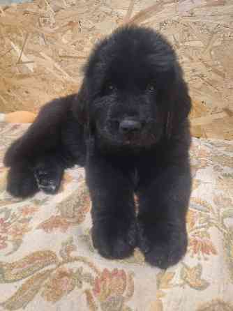 Ньюфаундленд цуценята КСУ- FCI Херсон