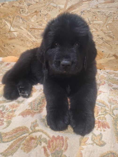 Ньюфаундленд цуценята КСУ- FCI Херсон - зображення 1