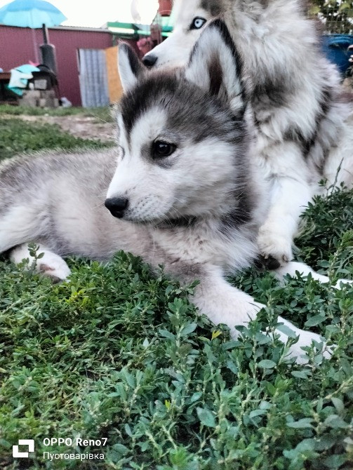 Продаються цуценята породи хаскі Белая Церковь - изображение 7