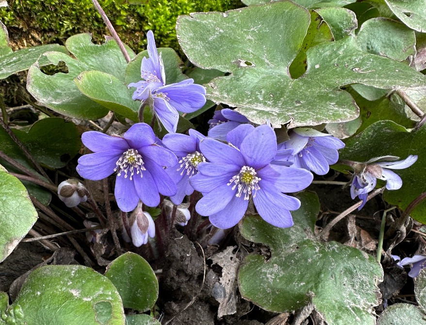 Печіночниця Львів - зображення 1