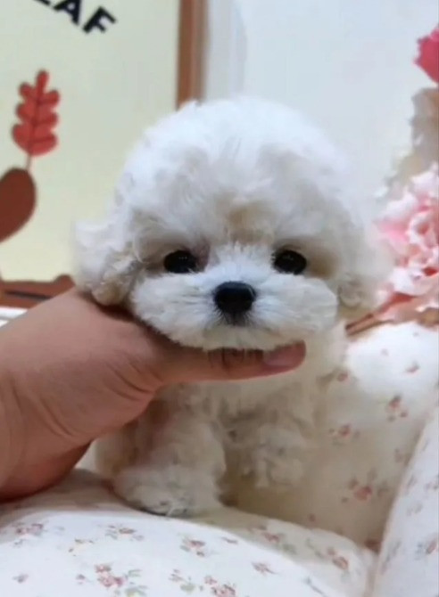 Бишон фризе мини Щенки Київ - зображення 3
