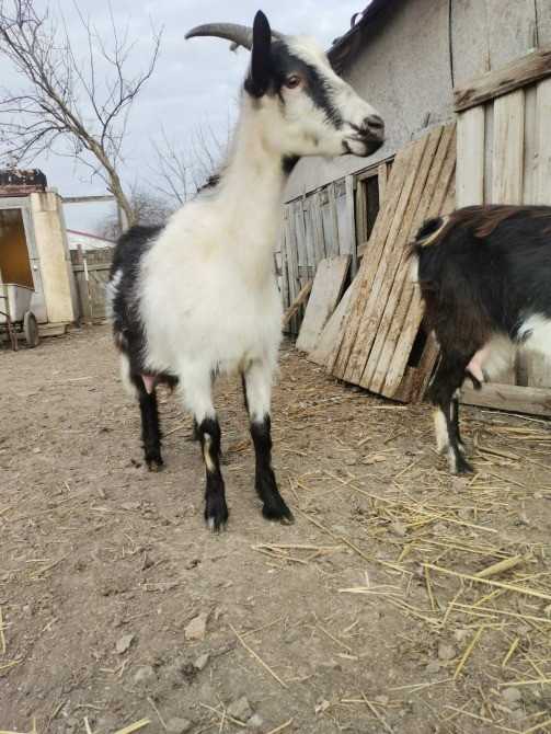 Сільгосп тварини. Кози молочні Умань - зображення 3