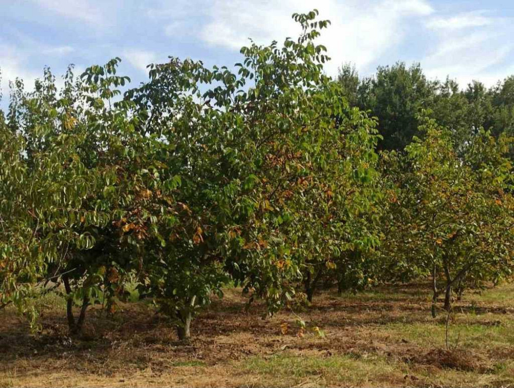 продажа 2-к дом Яготинский, Яготин, 10500 $ Яготин - зображення 5