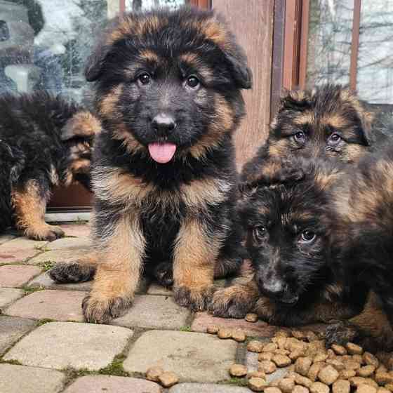 Вівчарки! Ужгород