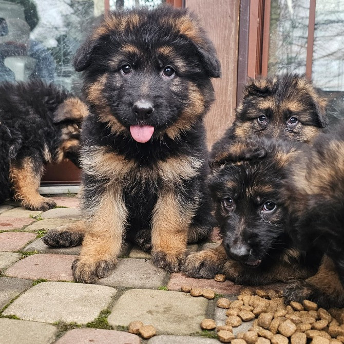 Вівчарки! Ужгород - зображення 1