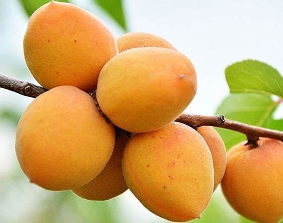 Продам саджанці персиків Сквира - изображение 2