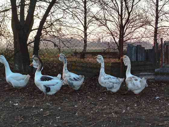 Продам молодняк гусей породи Холмогори Нововолинськ