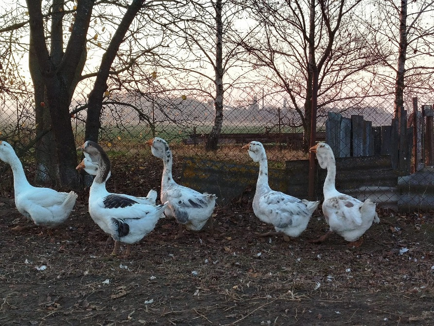 Продам молодняк гусей породи Холмогори Нововолинськ - зображення 3