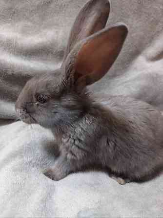 Найкращий кролик Нюша Житомир