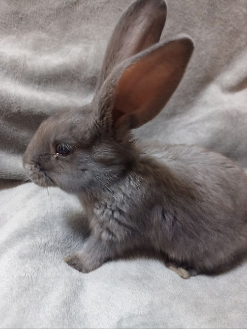 Найкращий кролик Нюша Житомир - зображення 2