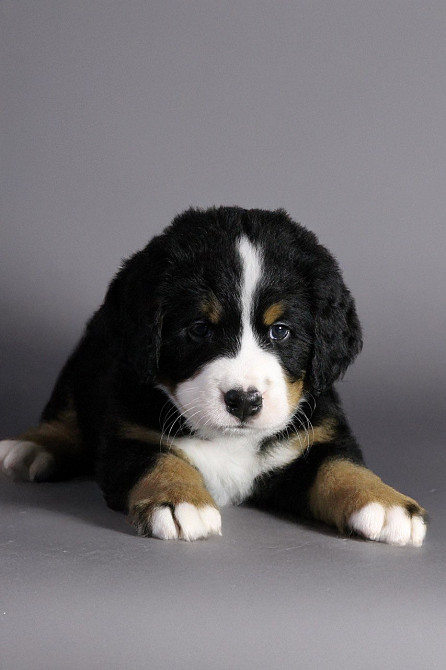 Шикарные щенки бернского зенненхунда Одеса - зображення 5