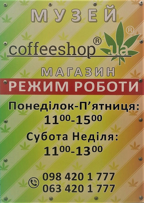 Продаж елітних зерен конопель оптом і вроздріб Харків - зображення 3