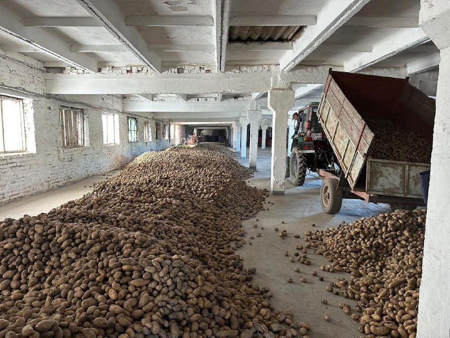 Картопля Гранада Житомир - изображение 2