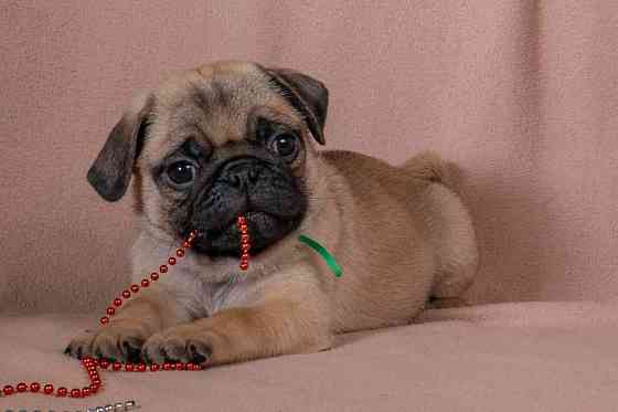 Цуценята Мопса для дому, виставок та розведення! Ціни різні Київ