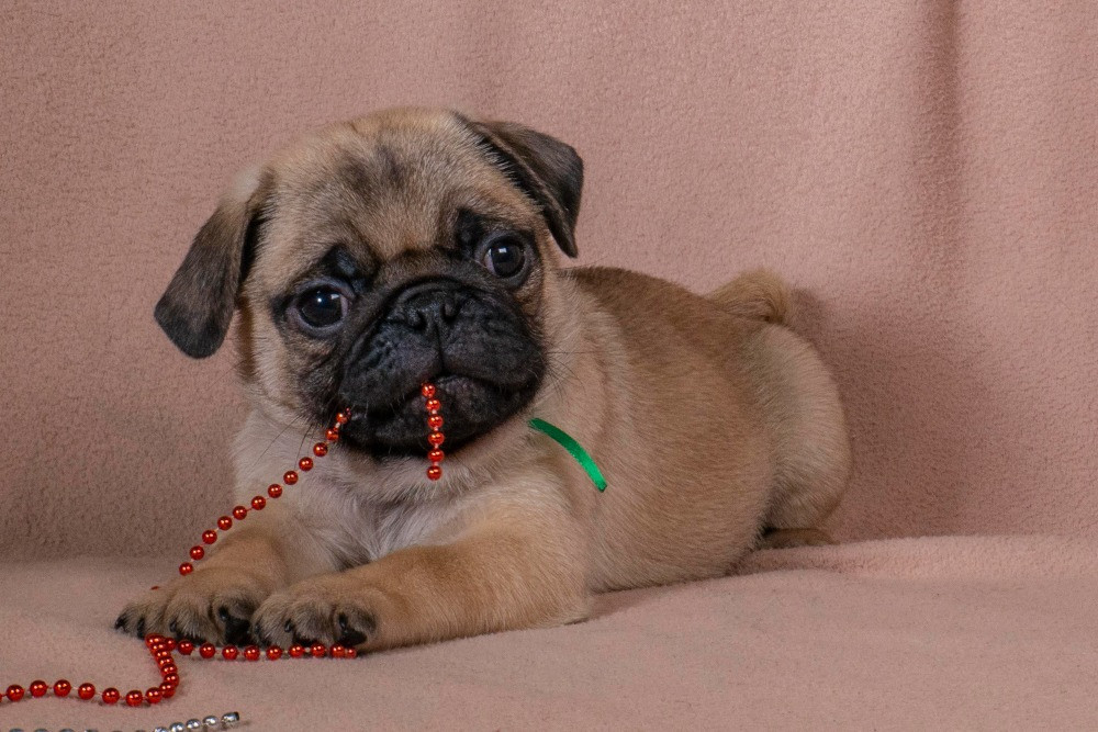Цуценята Мопса для дому, виставок та розведення! Ціни різні Київ - зображення 1
