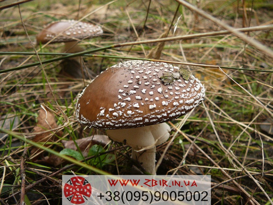 Мухомор ПАНТЕРНИЙ (Amanita Pantherina), сушені КАПЕЛЮШКИ від ZBIR, сезон 2025 Полтава - изображение 6
