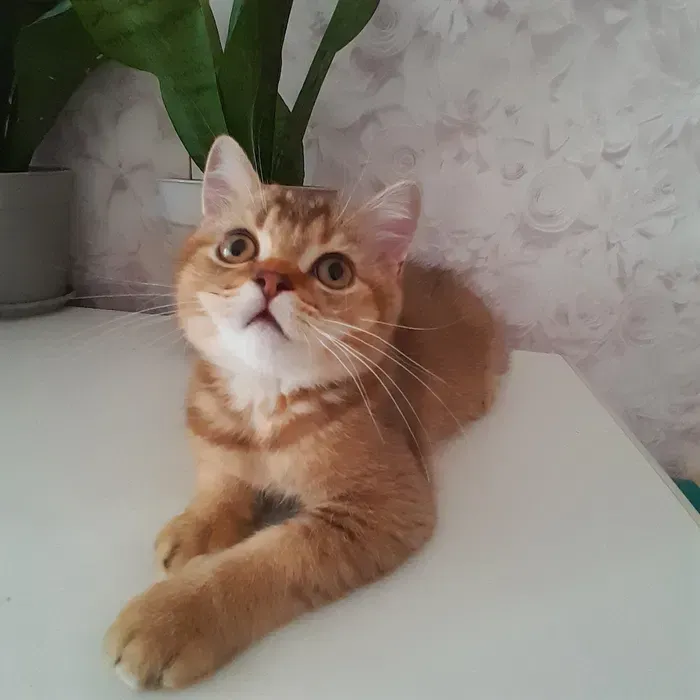 Вінниця.Продаються.Скоттиш-страйт.Золотенький хлопчики викликає теплі емоції і створює образ. Вінниця - зображення 1