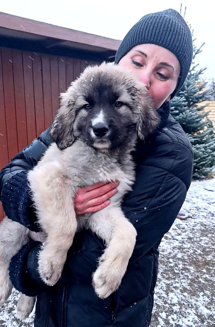 Цуценята кавказька вівчарки розплідник Star Escort великі робочі розумні Черкассы - изображение 8