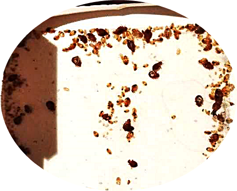 Ловушка для постельных клопов Panko 5 шт Одеса - зображення 6