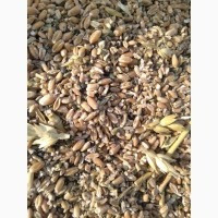 Постійно купуємо некондицію, зерновідходи, прострочений посівмат Харьков - изображение 1