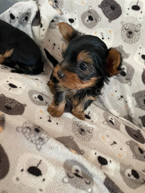 Міні йорки Коростишів - зображення 3