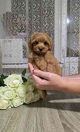 Мальтіпу Київ