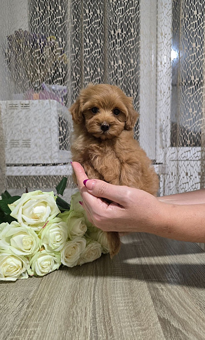 Мальтіпу Київ - зображення 4