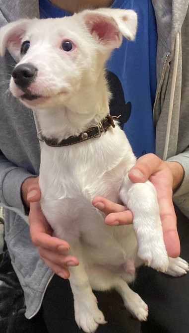 Щенок Джек Рассел Терьер Київ - зображення 3