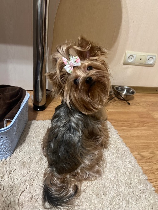 Цуценята міні йорки Житомир - изображение 8