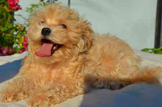 #МальтіпуF1#MaltipooF1#цуценята 2,5 міс #puppies 2,5 months Ukraine, Kyiv. Worldwide delivery Київ