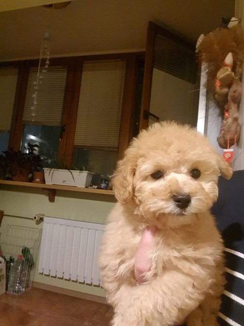 Мальтипу Девочка карамель бебифейс Веселая игривая смышленая, красивая Киев - изображение 10