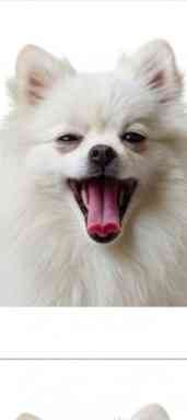 Вязка шпица мини Кам'янець-Подільський