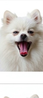 Вязка шпица мини Кам'янець-Подільський - зображення 1