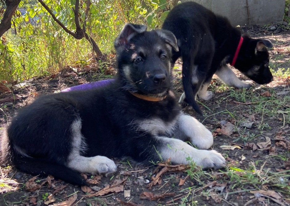 Продам щенков ВЕО Восточно европейской овчарки Одеса - зображення 2